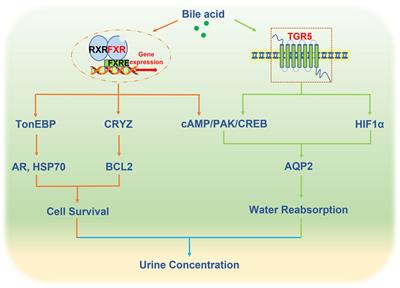 Bile acid receptors and renal regulation of water homeostasis